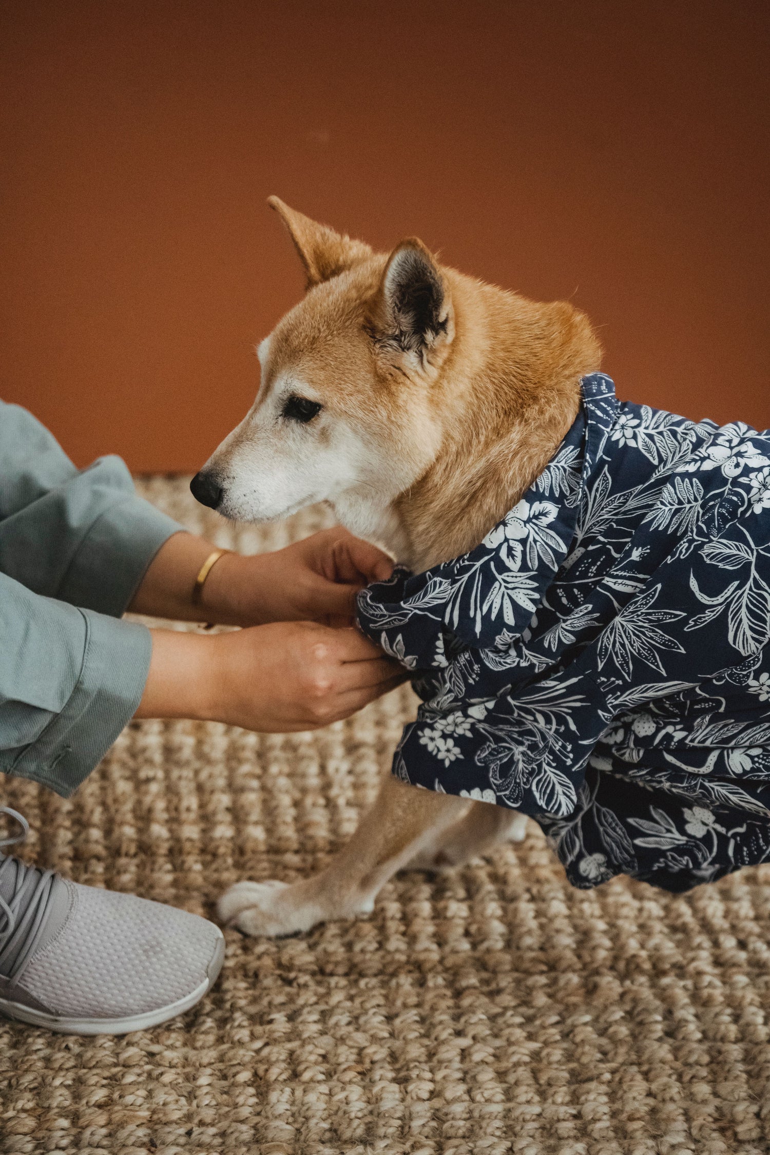 Shiba Inu being dressed in a navy floral shirt