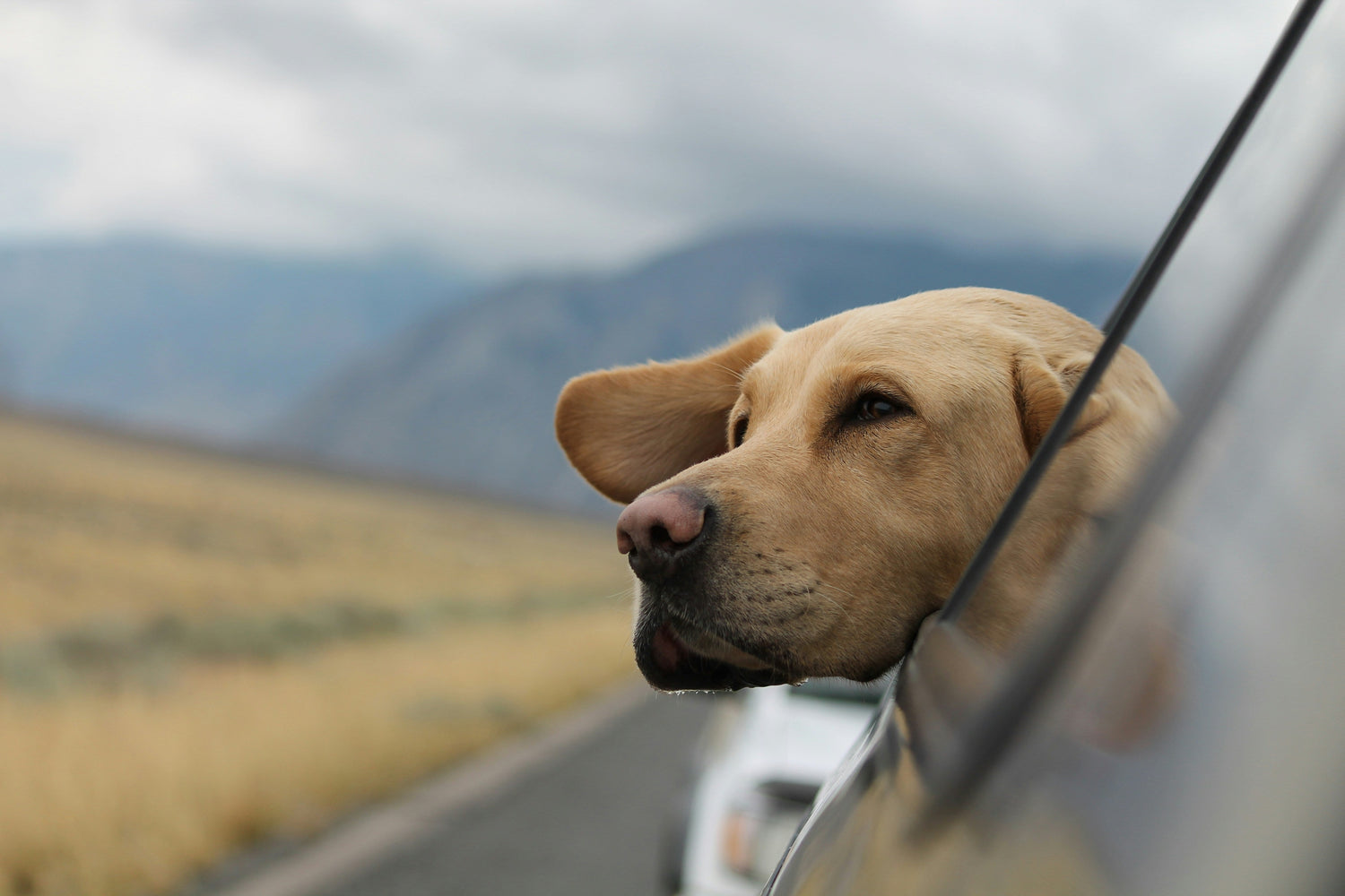 Golden lab with head out car window, warm road trip
