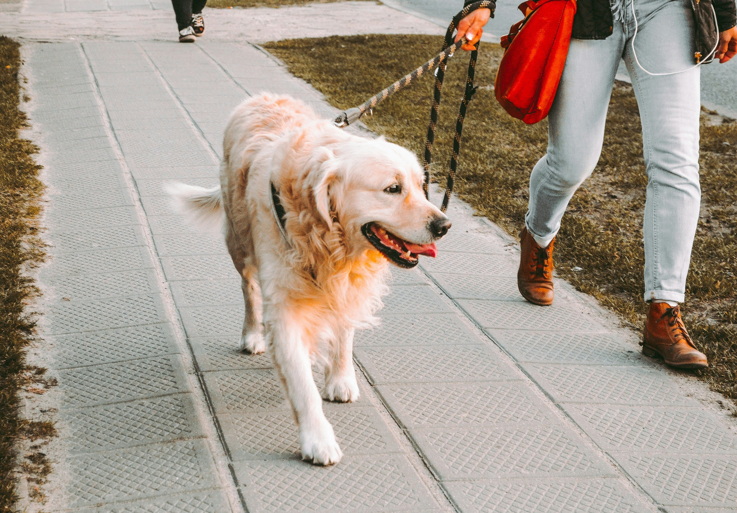 Golden retriever on a leash walk