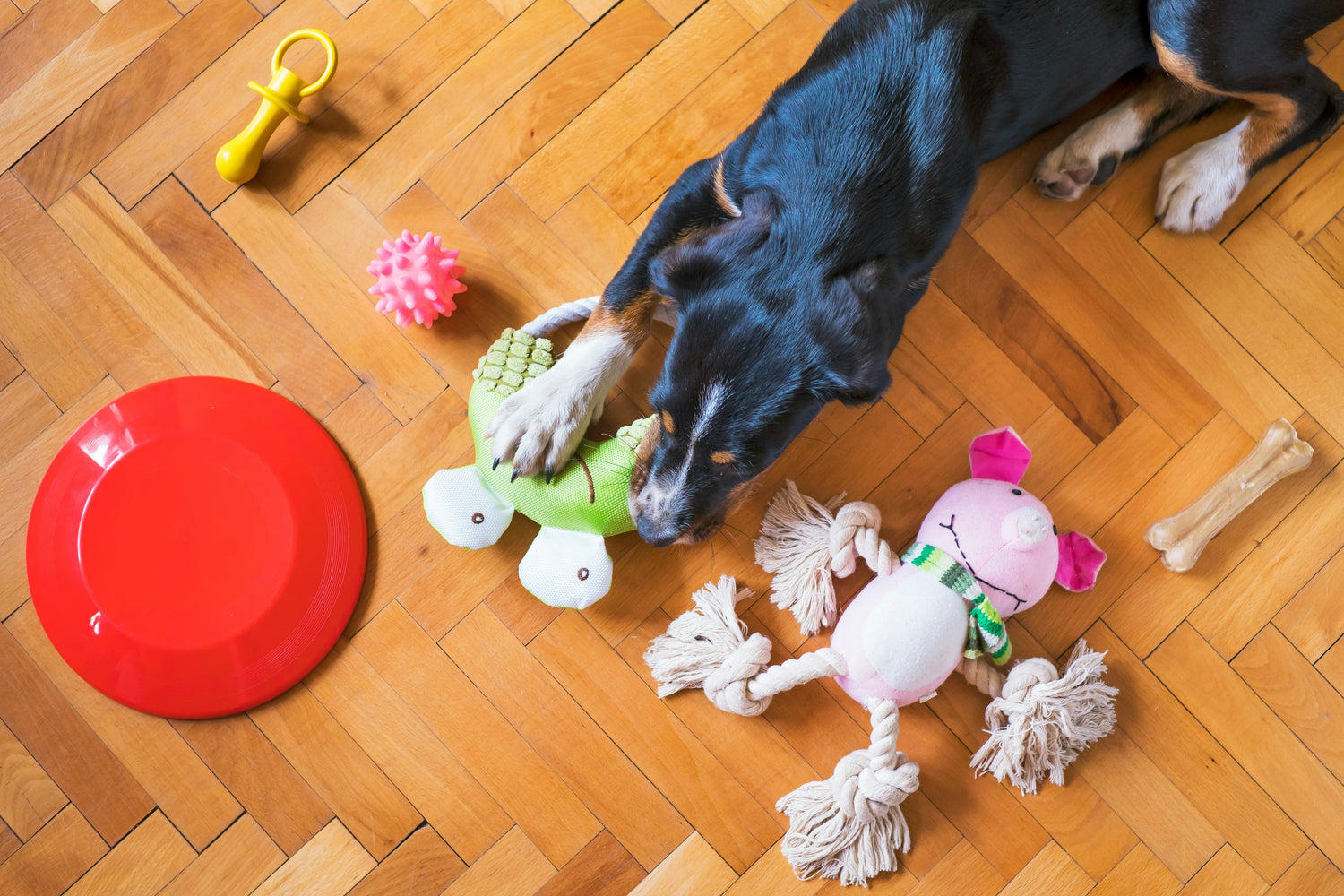 Dog playing with a toy