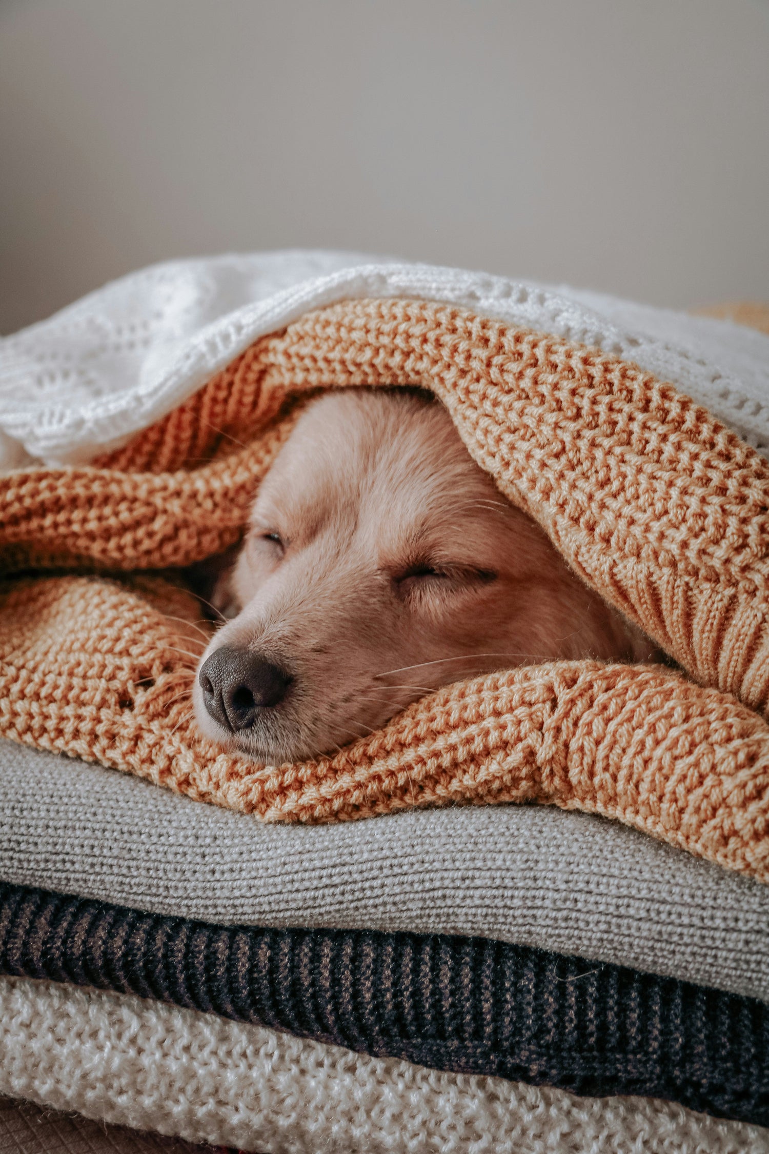 Puppy cozy in terracotta and cream blankets