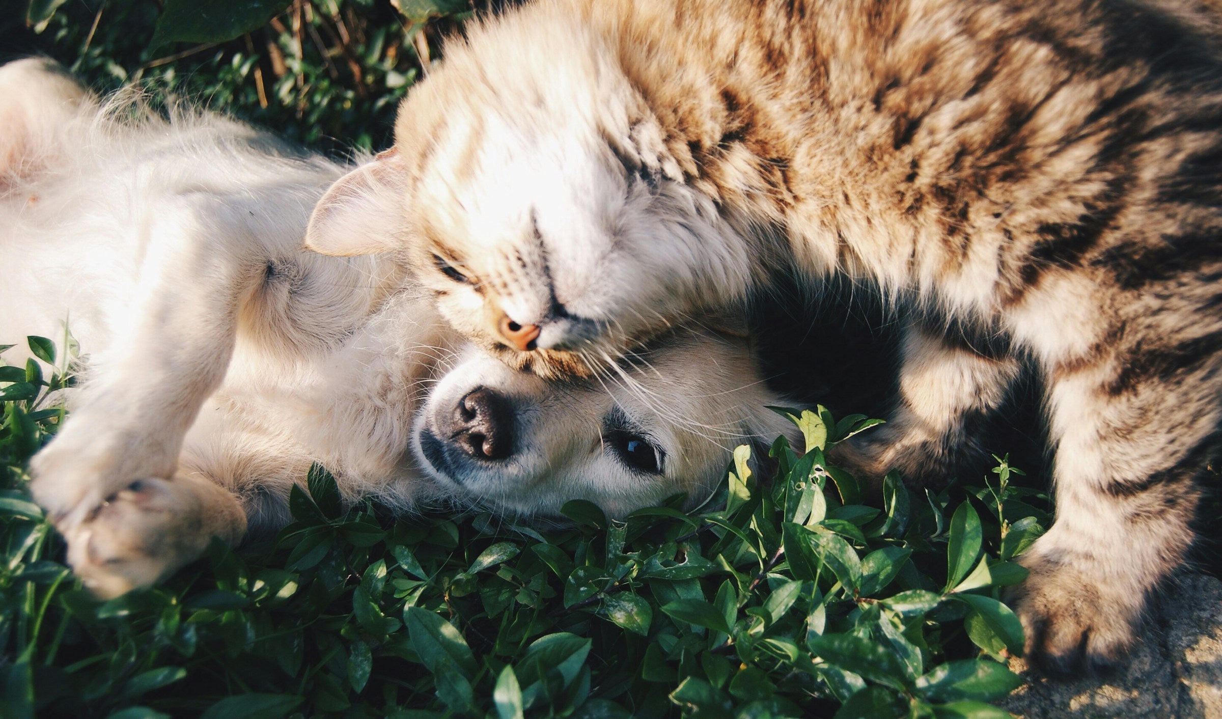 White dog and grey cat cuddling together on grass