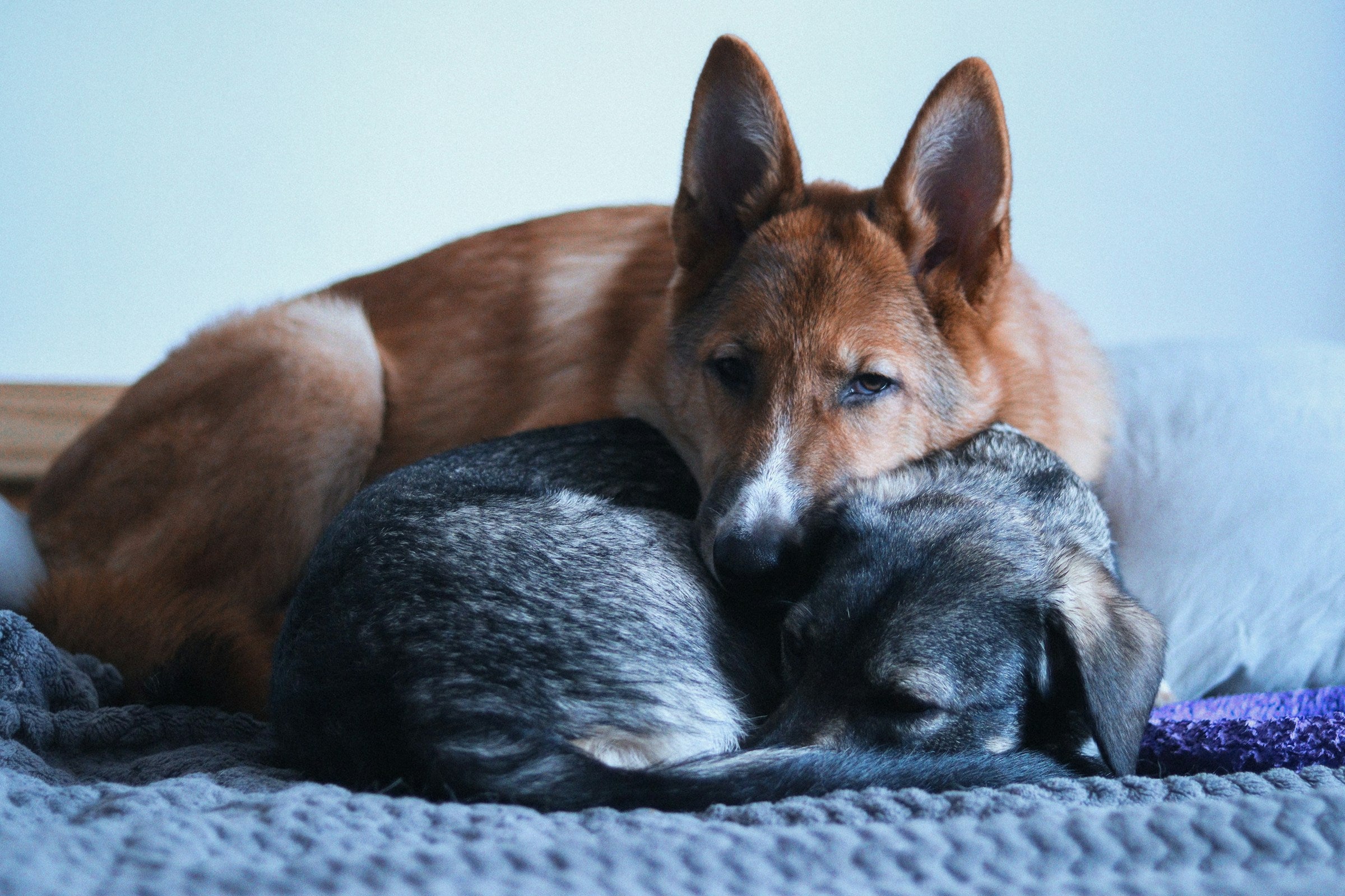 Dog and cat cuddled together on a bed